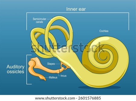 Ear anatomy. Inner ear and Auditory ossicles. Cochlea. Sound transmission. Vector illustration