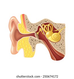 Ear anatomy isolated on white photo-realistic vector illustration