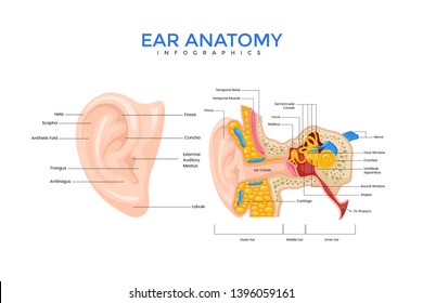 Ear Anatomy Medical Infographic Chart Composition Poster Illustration, Suitable For Education, Presentation, Print and Other Related Occasion