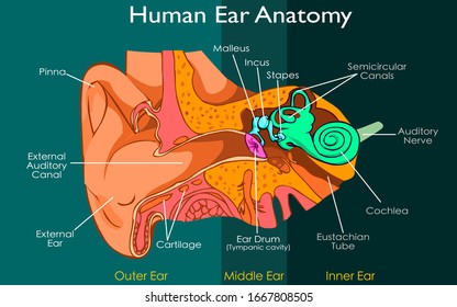 Ear anatomy of the Outer, Middle, and Inner Ear. Diagram on the structure, Components, Eardrum, Ossicles, and Malleus incus stapes, 
tympanic cavity. Pieced dark background of Illustration Vector.