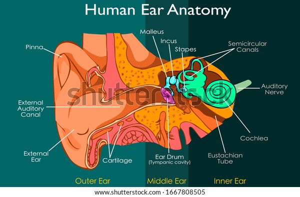 Ear anatomy of the Outer, Middle, and Inner Ear.\
Diagram on the structure, Components, Eardrum, Ossicles, and\
Malleus incus stapes, \
tympanic cavity. Pieced dark background of\
Illustration Vector.
