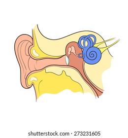 Ear Anatomy Outline Color Vector Illustration Stock Vector (Royalty ...