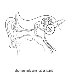 ear anatomy outline vector illustration