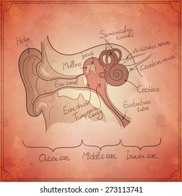 ear anatomy outline vintage background vector illustration