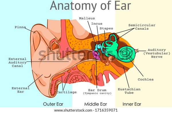 Ear anatomy, parts. Structure of outer, middle
inner ear diagram. Eardrum, semicircular, bones, ossicles, and
malleus incus stapes, tympanic cavity. Pieces light background.
Draw Illustration Vector.