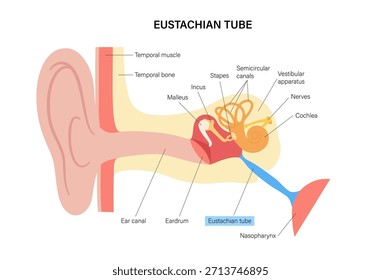 Ohr-Anatomie-Poster. Äußere, mittlere und innere Strukturen. Cochlea, Trommelfell, Ossikel und Hörnerv. Konzept für Gehör und Ausgewogenheit. Schwingungsübertragung und Schallwahrnehmung, Vektorgrafik des HNO