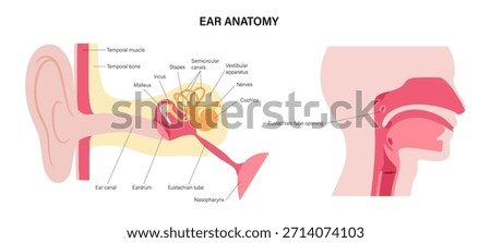 Ear anatomy poster. Outer, middle and inner structures. Cochlea, eardrum, ossicles and auditory nerve. Hearing and balance concept. Vibration transmission and sound perception, ENT vector illustration