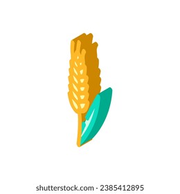 ear barley cereal isometric icon vector. ear barley cereal sign. isolated symbol illustration