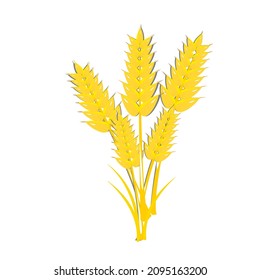 Ear of barley isolation white background 
