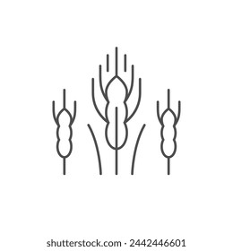 Ear of barley line icon