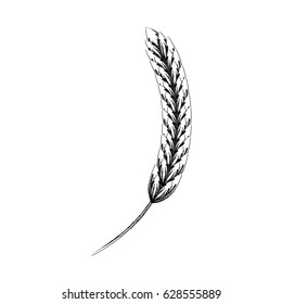 Ear of barley natural