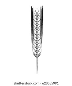 Ear of barley natural