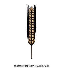 Ear of barley natural