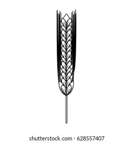 Ear of barley natural