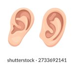 Ear, body parts. Flat vector clipart, illustration with isolated background.