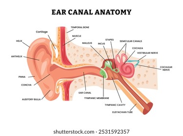 Anatomia do canal auditivo design de cartaz infográfico para educação, estrutura interna dos ouvidos, órgão da ilustração do vetor auditivo, sistema auditivo humano órgão interno estrutura auditiva estapes nervo auditivo vestibular