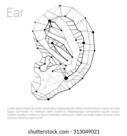 Ear Carcass Polygonal Geometric Part of Body