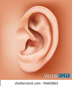 Ear closeup.vector