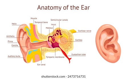 Ear cochlea. Ears anatomy diagram, human auditory system inner organ hear structure stapes vestibular auditory nerve tympanic membrane medical chart, ingenious vector illustration of anatomy ear