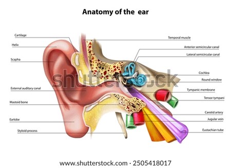 Ear color structure. Vector illustration