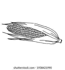 An ear of corn drawn in the doodle style on a white background.Vector corn can be used in textiles, cafes,packaging, and coloring.