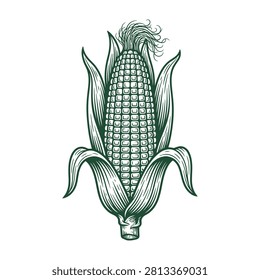 An ear corn and