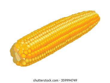 Ear of corn, isolated on white background. Vector illustration