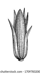 Ear of corn with leaves. Ink sketch of maize isolated on white background. Hand drawn vector illustration. Retro style.