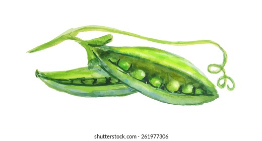 Ear of corn on white background