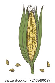 Ear Corn sketch hand drawn vintage vector illustration. Drawing Corn cob, kernels, cereal plant branch.Design for agricultural crop, harvesting, healthy food, maize field, sweet corn flakes, porridge