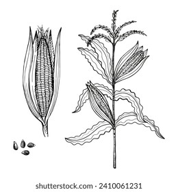 Ear Corn sketch hand drawn ink vintage engraved vector illustration. Drawing Corn cob, kernels, cereal plant branch design for agricultural crop, harvesting, healthy food, maize field, corn flakes