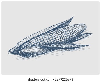 Ear of corn sketch obsolete blue style vector illustration. Old hand drawn azure engraving imitation.