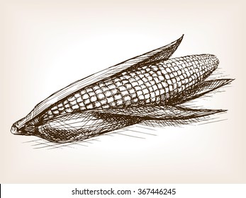 Ear of corn sketch style vector illustration. Old hand drawn engraving imitation. Vegetable food illustration