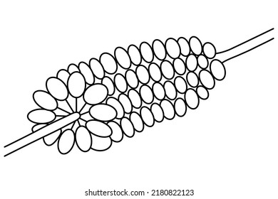Ear of corn. Sketch. Vector illustration. Outline on isolated background. Doodle style. Juicy grains on the stem. Vegan food. Useful vegetable. Harvesting. Seasonal organic product. 