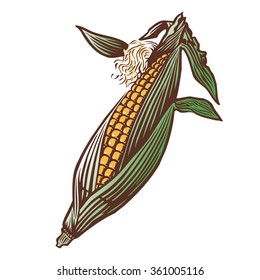 An ear of Corn still in the husk lithographic illustration.