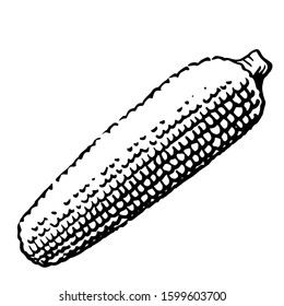 Ear of corn. Vector. Outline drawing of a vegetable on a white background. Sketch. Drawing marker on paper. Isolated object.