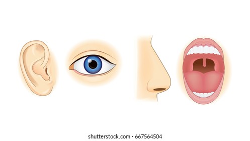 Ear Eye Nose and Mouth in vector style isolated on white. Illustration about human sensation.