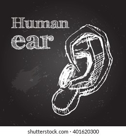 ear Icon. Sketch ear vector illustration. Human ear icon. Hand-drawn ear icon on chalkboard, ear Icon Art. ear Icon eps10. ear Icon Image. ear Icon logo. ear Icon Sign. ear Icon design. 