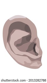 Ear illustration, isolated on white background