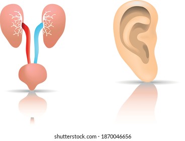 The ear
Kidneys with ureters and bladder
