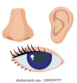 Ear, nose, eye. Vector illustration of human body parts