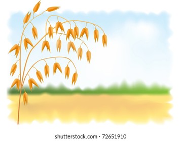Ear of oats. Field and sky in the background. Vector illustration.