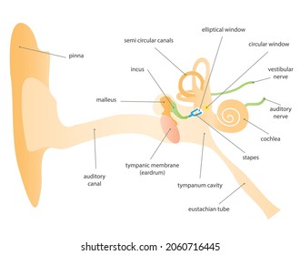 The ear is the organ that senses sound waves and allows us to hear. It also senses body position so we can keep our balance. semicircular canals, vestibular nerve, brain interprets