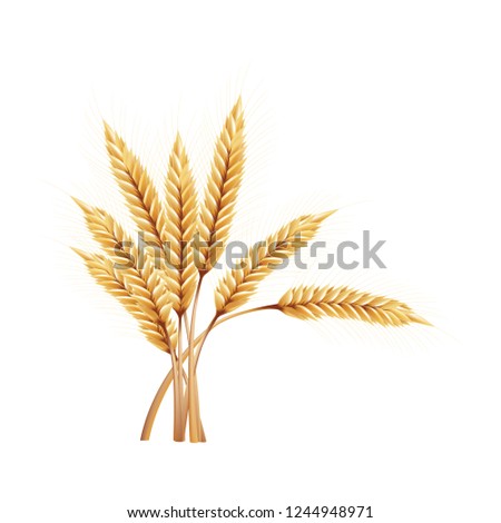 ear of paddy rice barley malt wheat