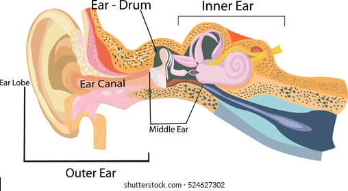 Inner Ear Chart