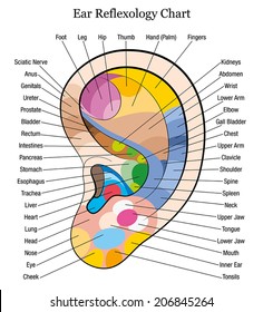 Ear reflexology chart with accurate description of the corresponding internal organs and body parts. Isolated vector illustration over white background.