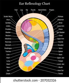 Ear reflexology chart with accurate description of the corresponding internal organs and body parts. Isolated vector illustration on black background.