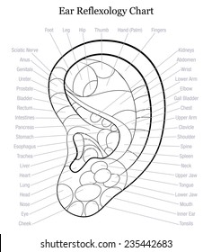 Ear Reflexology Chart Ear reflexology chart with accurate description of the corresponding internal organs and body parts. Outline vector illustration over white background.