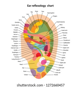 Ear reflexology chart with description of the corresponding internal and body parts. Vector illustration over white background.