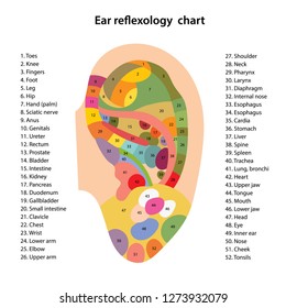 Ear reflexology chart with description of the corresponding internal and body parts. Vector illustration over white background.